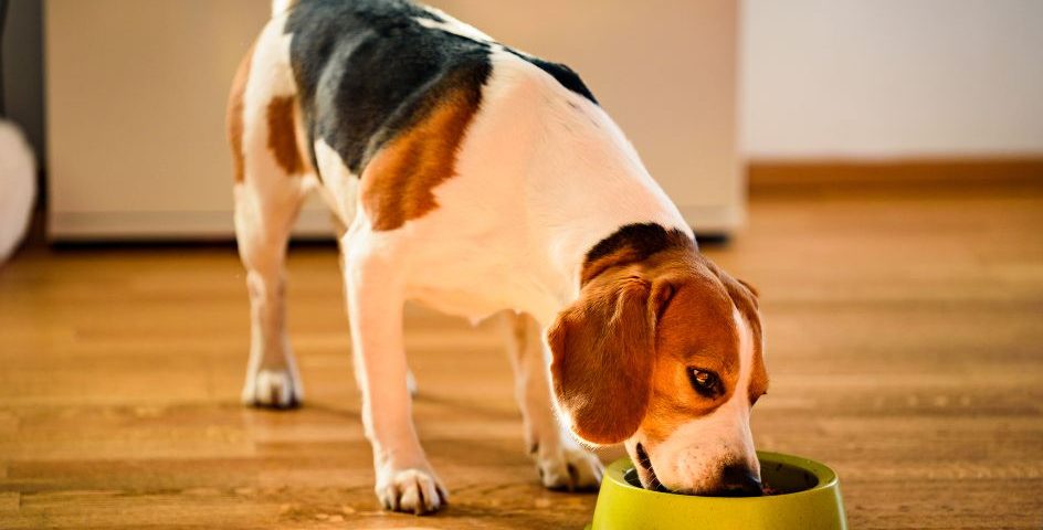 karma dla szczeniaka